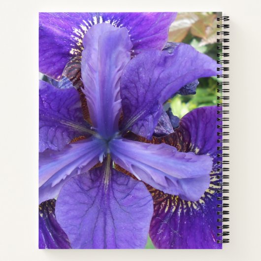 Brandeis Notizbuch (Rückseite)