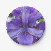 Brandeis Pappteller (Vorderseite)