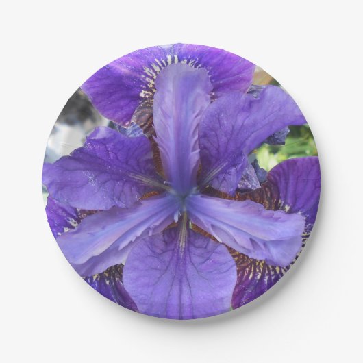 Brandeis Pappteller (Vorderseite)