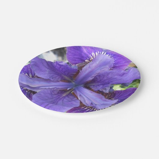 Brandeis Pappteller (Schrägansicht)