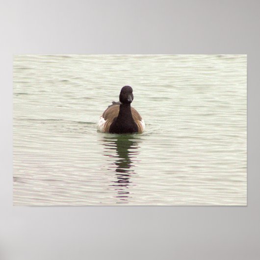 Brandgans-Foto-Poster Poster (Vorne)