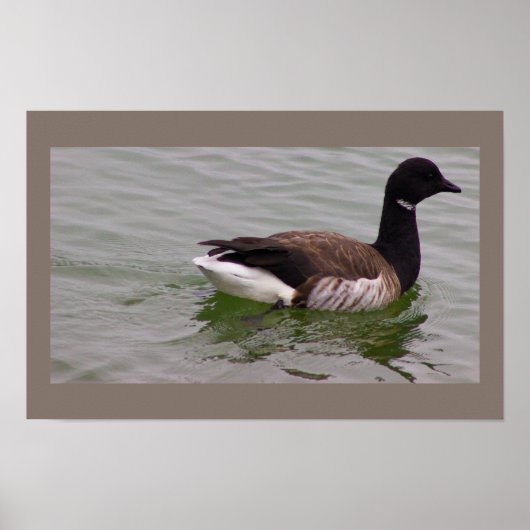 Brandgans-Fotoplakat Poster (Vorne)