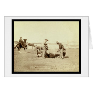 Branding Calves auf Roundup SD 1888