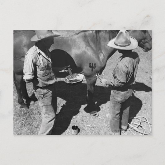 Branding von Pferden mit der Pitchfork-Marke Postkarte (Vorderseite)