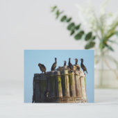 Brandts Kormorant Postkarte (Stehend Vorderseite)