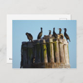 Brandts Kormorant Postkarte (Vorne/Hinten)