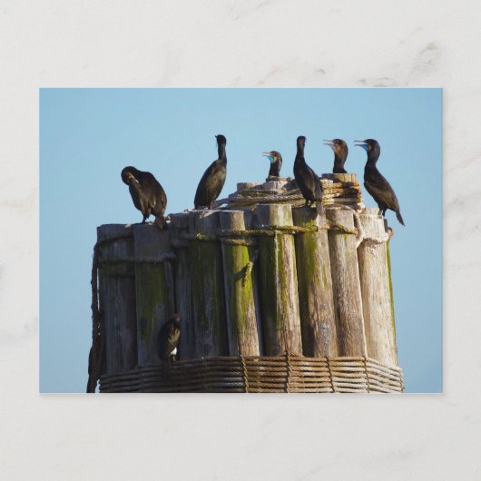 Brandts Kormorant Postkarte (Vorderseite)