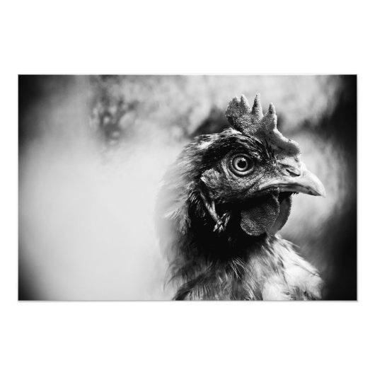 Branntwein und Hühner 2 Fotodruck (Vorne)