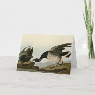 Brant Gänse (Brant) von Audubon Birds of America Karte