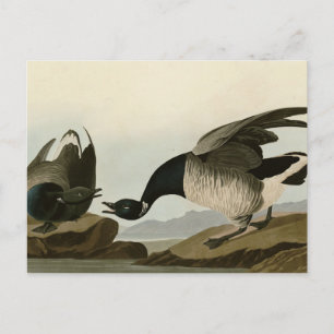 Brant Gänse (Brant) von Audubon Birds of America Postkarte