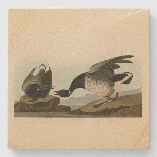 Brant Gänse (Brant) von Audubon Birds of America Steinuntersetzer (Vorderseite)