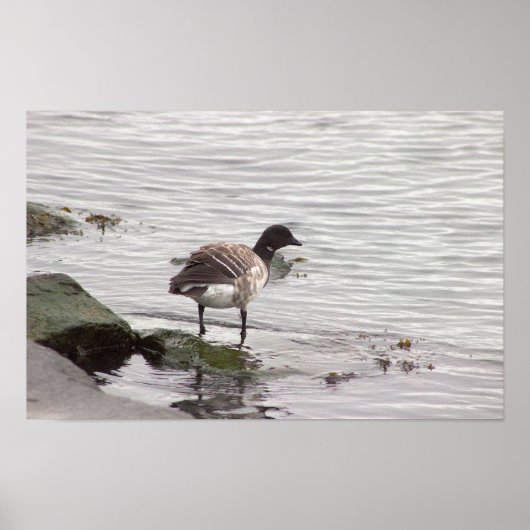 Brant Goose Photo Poster (Vorne)