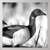 Brant Goose Poster (Vorne)