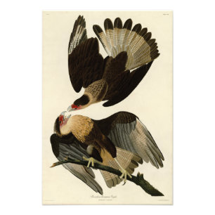 Brasilian Caracara Eagle, Audubon Birds of America Fotodruck