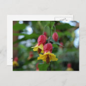 Brasilianische Bell-Blume-Postkarte Postkarte (Vorne/Hinten)