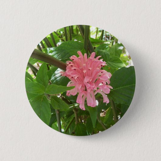 Brasilianische Plume-Blume Button (Vorderseite)