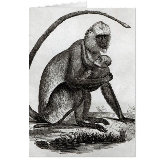 Brasilianischer Affe (Vorne)