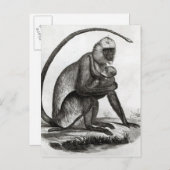 Brasilianischer Affe Postkarte (Vorne/Hinten)