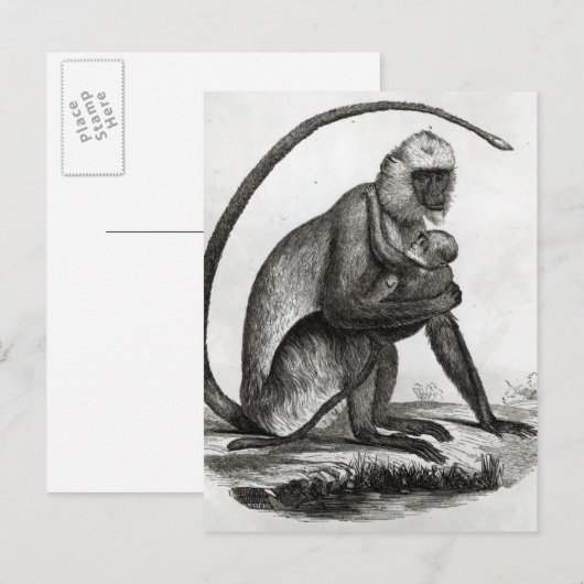 Brasilianischer Affe Postkarte (Vorne/Hinten)