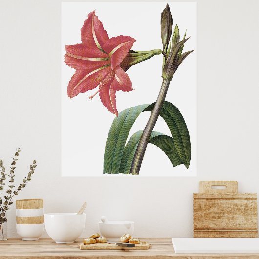 Brasilianischer Amaryllis Poster (Küche)