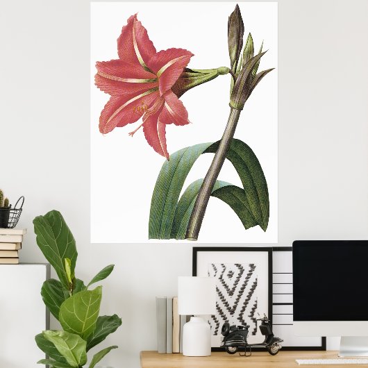 Brasilianischer Amaryllis Poster (Heimbüro)