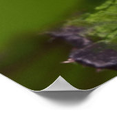 Brasilianischer Cobalt Dart Frog, Dendrobates Poster (Ecke)