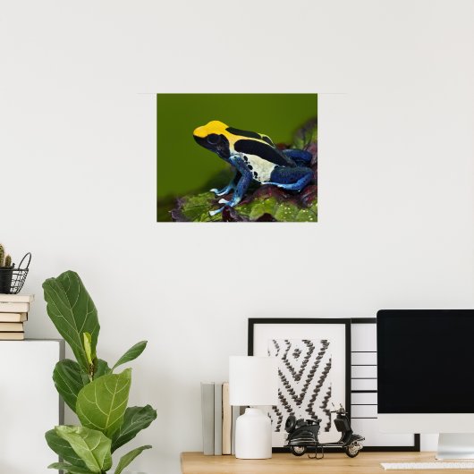 Brasilianischer Cobalt Dart Frog, Dendrobates Poster (Heimbüro)