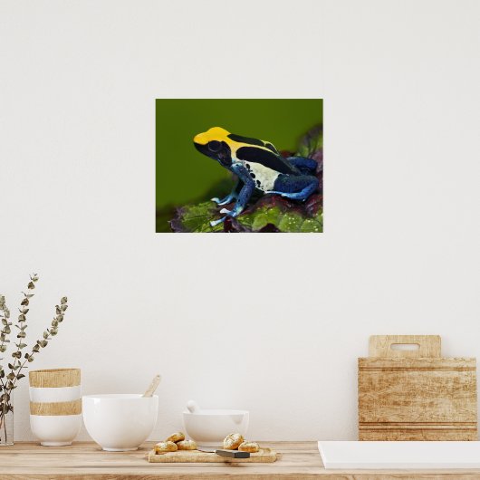 Brasilianischer Cobalt Dart Frog, Dendrobates Poster (Küche)