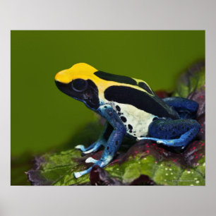 Brasilianischer Cobalt Dart Frog, Dendrobates Poster