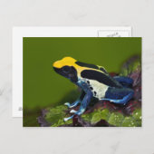 Brasilianischer Cobalt Dart Frog, Dendrobates Postkarte (Vorne/Hinten)