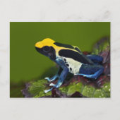 Brasilianischer Cobalt Dart Frog, Dendrobates Postkarte (Vorderseite)
