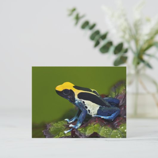 Brasilianischer Cobalt Dart Frog, Dendrobates Postkarte (Stehend Vorderseite)