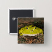 Brasilianischer Hornfrosch, Ceratophrys cornuta, 2 Button (Vorne & Hinten)