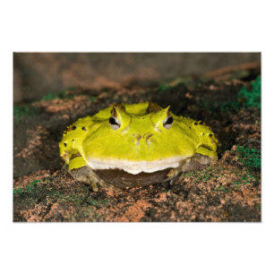 Brasilianischer Hornfrosch, Ceratophrys cornuta, 2 Fotodruck