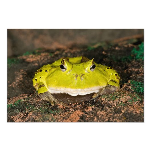 Brasilianischer Hornfrosch, Ceratophrys cornuta, 2 Fotodruck (Vorne)