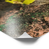 Brasilianischer Hornfrosch, Ceratophrys cornuta, 2 Fotodruck (Ecke)