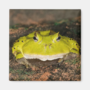 Brasilianischer Hornfrosch, Ceratophrys cornuta, 2 Magnet