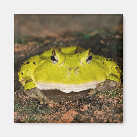 Brasilianischer Hornfrosch, Ceratophrys cornuta, 2 Magnet (Vorne)