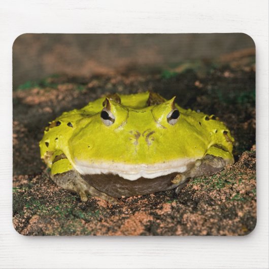 Brasilianischer Hornfrosch, Ceratophrys cornuta, 2 Mousepad (Vorne)