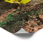 Brasilianischer Hornfrosch, Ceratophrys cornuta, 2 Poster (Ecke)