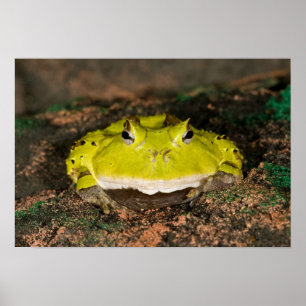 Brasilianischer Hornfrosch, Ceratophrys cornuta, 2 Poster