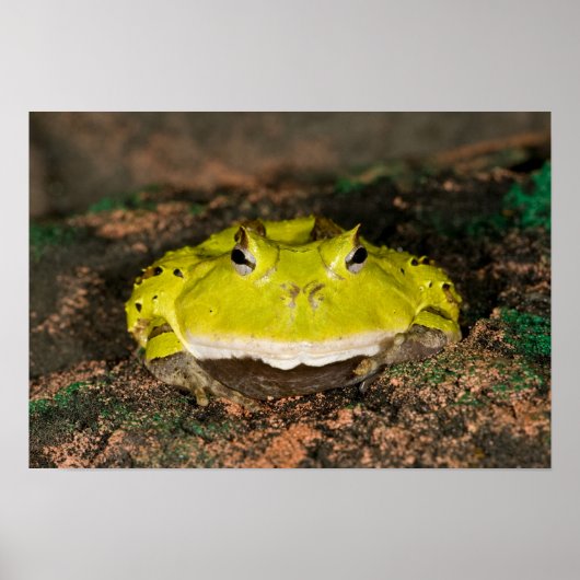 Brasilianischer Hornfrosch, Ceratophrys cornuta, 2 Poster (Vorne)