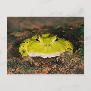 Brasilianischer Hornfrosch, Ceratophrys cornuta, 2 Postkarte