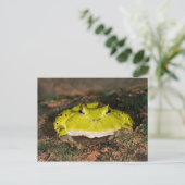Brasilianischer Hornfrosch, Ceratophrys cornuta, 2 Postkarte (Stehend Vorderseite)