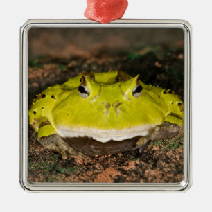 Brasilianischer Hornfrosch, Ceratophrys cornuta, 2 Silbernes Ornament