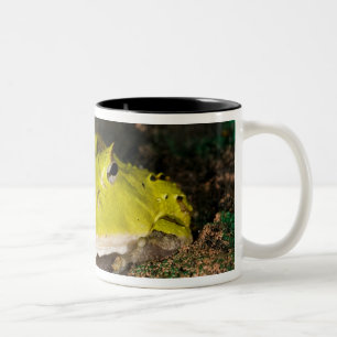 Brasilianischer Hornfrosch, Ceratophrys cornuta, 2 Zweifarbige Tasse