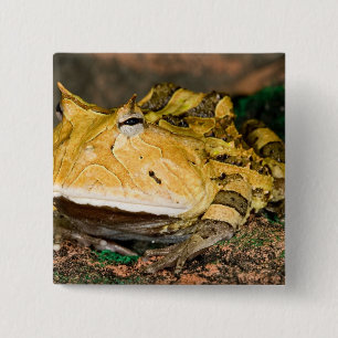 Brasilianischer Hornfrosch, Ceratophrys cornuta, 3 Button