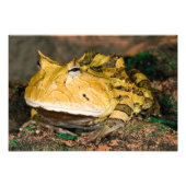 Brasilianischer Hornfrosch, Ceratophrys cornuta, 3 Fotodruck (Vorne)