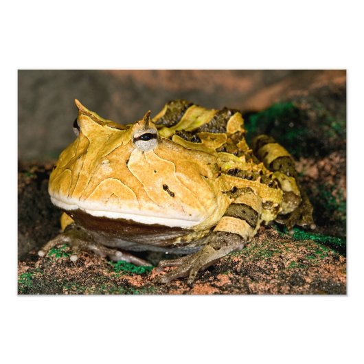 Brasilianischer Hornfrosch, Ceratophrys cornuta, 3 Fotodruck (Vorne)