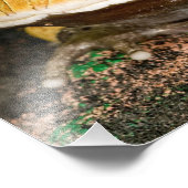 Brasilianischer Hornfrosch, Ceratophrys cornuta, 3 Fotodruck (Ecke)